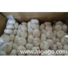 Export New Crop Fresh Good Quality Normal White Garlic
